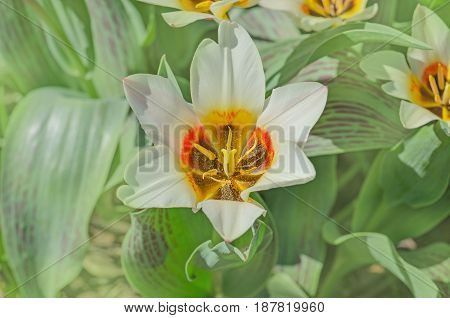 Tulips Growing In The Garden