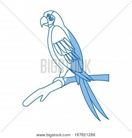macaw amazon bird brazil wildlife image vector illustration