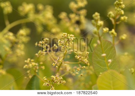 Flowers of an European smoketree (Cotinus coggygria)