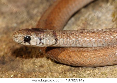Northern Brown Snake (Storeria dekayi) on a block
