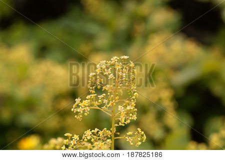 Flowers of an European smoketree (Cotinus coggygria)