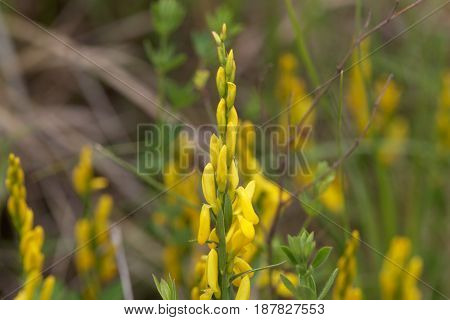 Flowers of a dyer broom (Genista tinctoria) a plant used for dyeing and as medical plant.