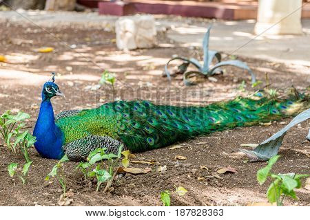 Beautiful peacock laying and resting in garden
