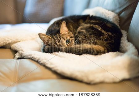 Grey tabby kitty taking a nap on a white fluffy blanket with one eye open