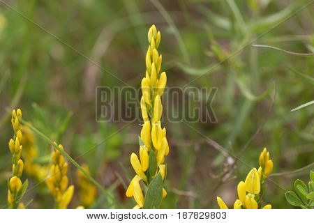 Flowers of a dyer broom (Genista tinctoria) a plant used for dyeing and as medical plant.