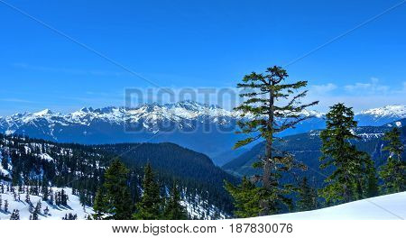 Lonely tree and snowcapped mountains. Douglas Fur tree on the popular trail to Elfin Lakes near Vancouver and Squamish. British Columbia. Canada.