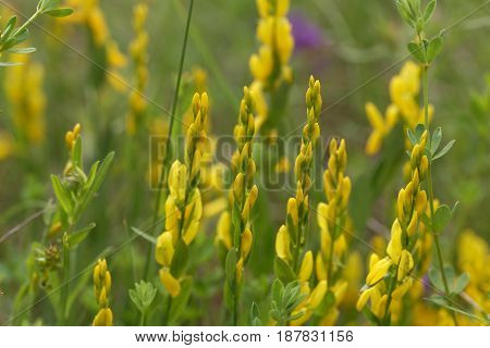 Flowers of a dyer broom (Genista tinctoria) a plant used for dyeing and as medical plant.