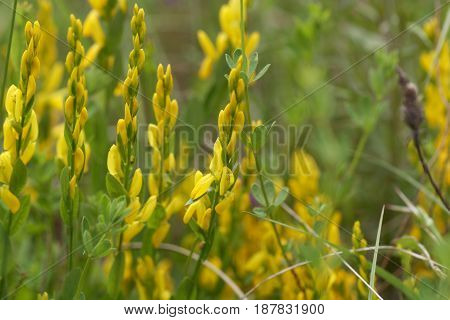 Flowers of a dyer broom (Genista tinctoria) a plant used for dyeing and as medical plant.