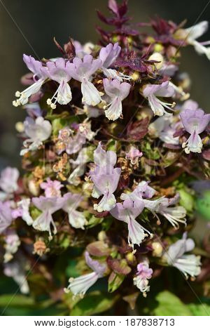 Sweet Basil Thai Basil Ocimum basilicum Linn (flower)
