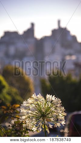 A wonderful flower glows in the late day sun.