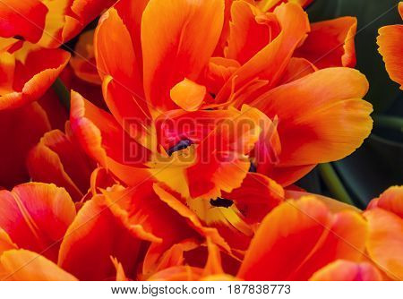 Red Orange Peony Fancy Tulips Keukenhoff Lisse Holland Netherlands. Called the Garden of Europe