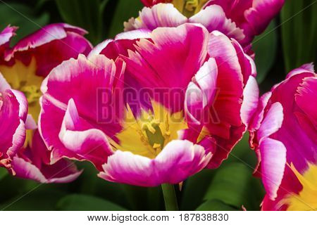 Pink White Yellow Peony Fancy Tulips Keukenhoff Lisse Holland Netherlands. Called the Garden of Europe