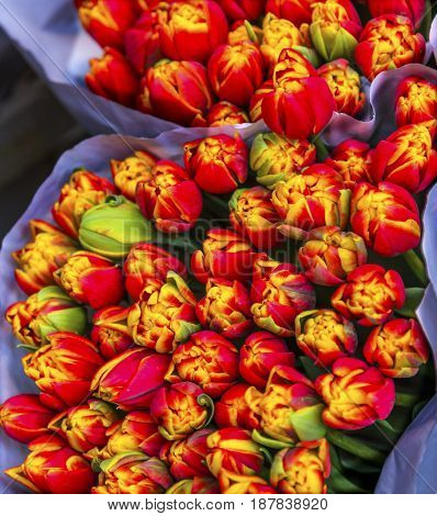 Red Yellow Tulips Flowers Bloemenmarket Flower Market Amsterdam Holland Netherlands. Red Tulips perrenial bulb flower are a symbols of love.
