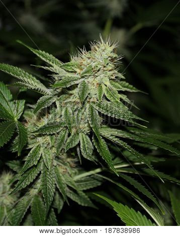A close-up flash photo of a beautiful indoor grown marijuana flower covered in frosty crystals.