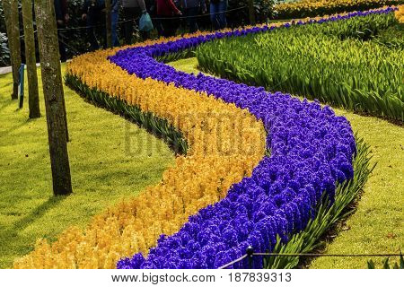 Blue Yellow Hyacinths Curve Fields Green Grass Keukenhoff Lisse Holland Netherlands. Called the Garden of Europe