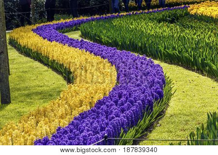Blue Yellow Hyacinths Curve Fields Green Grass Keukenhoff Lisse Holland Netherlands. Called the Garden of Europe
