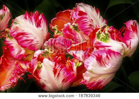 Red White Peony Fancy Tulips Green Leaves Keukenhoff Lisse Holland Netherlands. Called the Garden of Europe