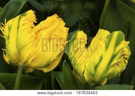 Yellow Green Fancy Peony Tulips Green Leaves Keukenhoff Lisse Holland Netherlands. Called the Garden of Europe