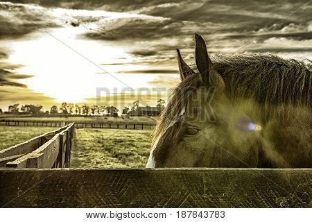 Horse head behind a fence rail with pasture in background with sun flare and filter