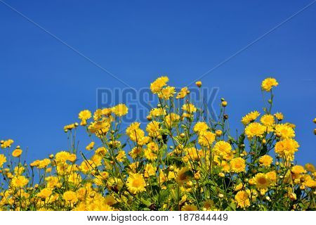 Chrysanthemum indicum Linn flowers. Or Chrysanthemum morifolium Ramat flowers in plantation