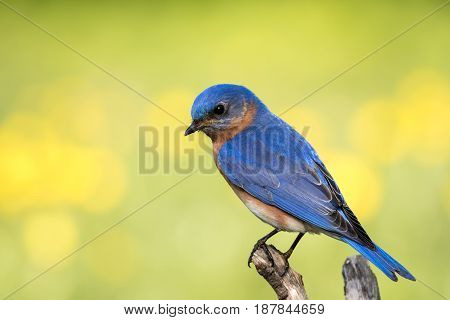 Eastern Bluebird (Sialia sialis) male perched with yellow and green bokeh background