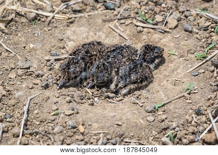 Baby birds in a natural nest on the ground