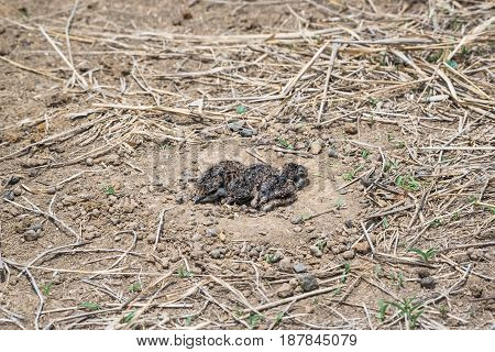 Baby birds in a natural nest on the ground