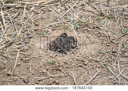 Baby birds in a natural nest on the ground