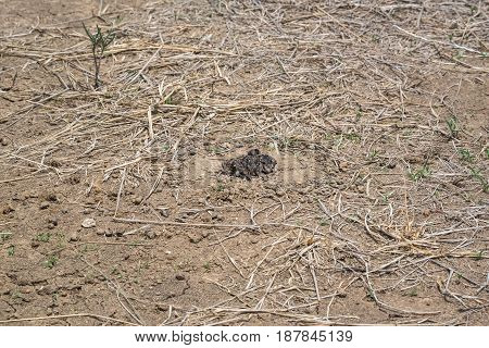 Baby birds in a natural nest on the ground