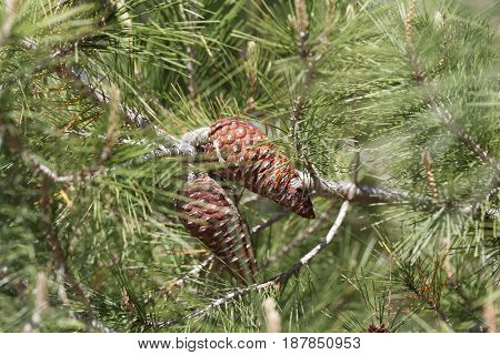 Cone of an Aleppo pine (Pinus halepensis)