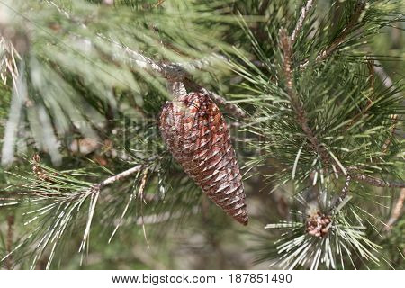 Cone of an Aleppo pine (Pinus halepensis)