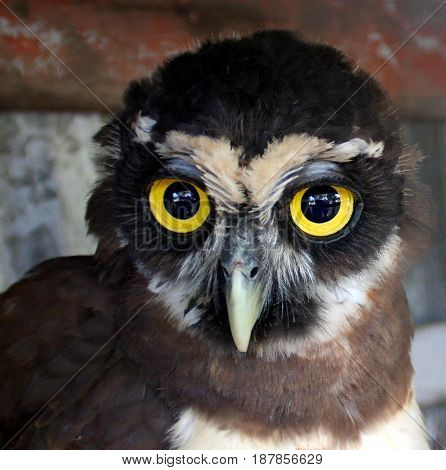 Portrait of young owl chick in Galibi Maroni Suriname