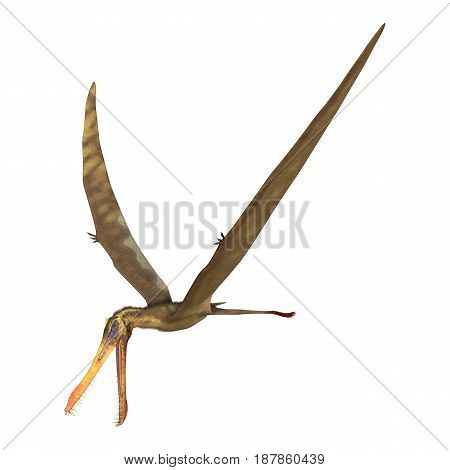 3D Rendering Pterodactyl Anhanguera On White