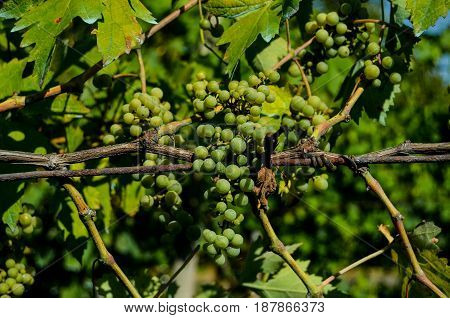 Unripe Grape Bunches