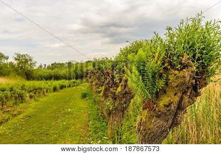Fern growing in the hole of an old pollard willow tree. The picture in Dutch national Park De Biesbosch on a cloudy day in the spring season.