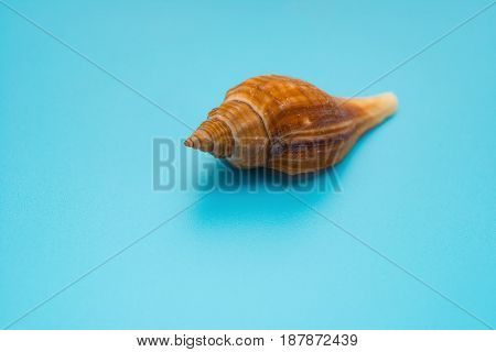conch shell on a blue background horizontal