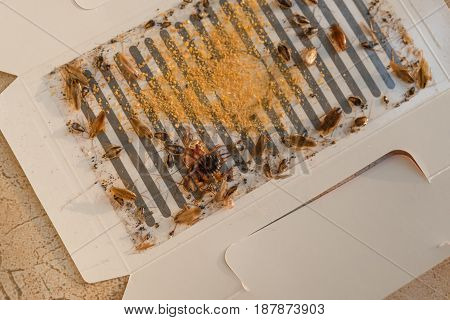 lots of cockroaches have been caught by the sticker or catcher with baits