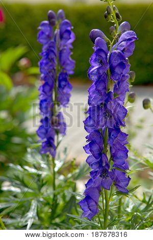 Blue flowers delphinium on a green blur background. Close-up of a blue delphinium in garden.