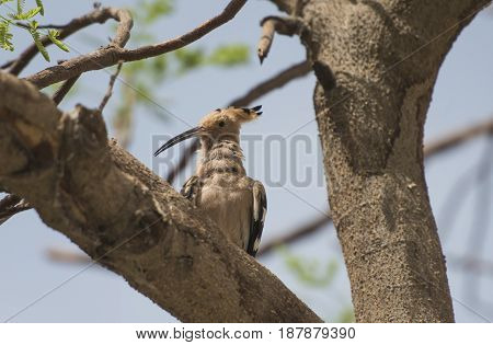 Wild Hoopoe Bird Perched On Branch In Tree