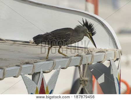 Striated Heron Perched On Top Of A River Boat