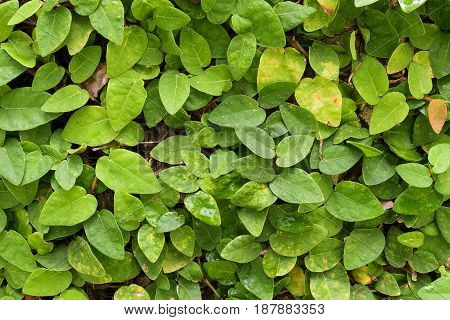 Creeping Fig a nature background closeup
Ficus pumila, Creeping Fig, Climbing Fig, Creeping Rubber Fig, has a small leaf shaped like a heart. This plant is native to Australia and Asian countries. It is used for decorative fence, walls and gardens to look