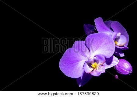 Violet orchidea orchid flower with black background