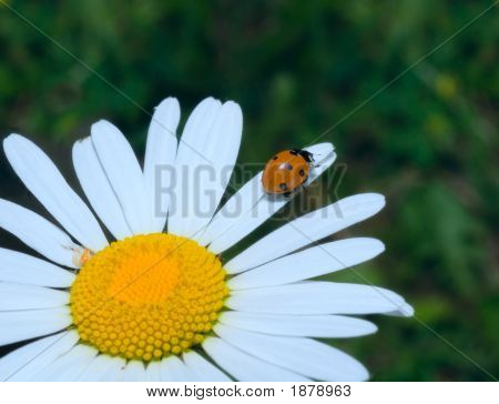 Coccinella arrampicata Cammomile fiore