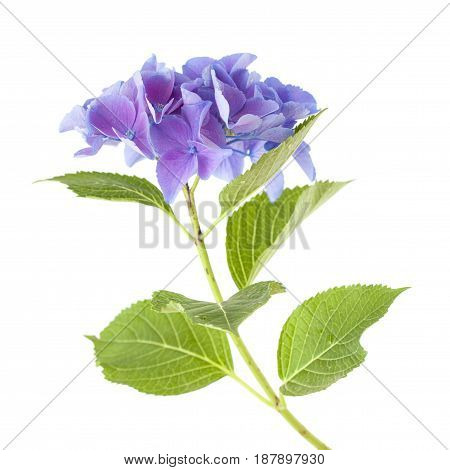 Blue Hydrangea Isolated
