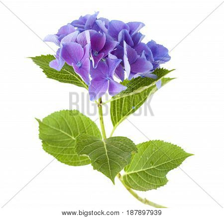 Blue Hydrangea Isolated