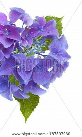 Blue Hydrangea Isolated