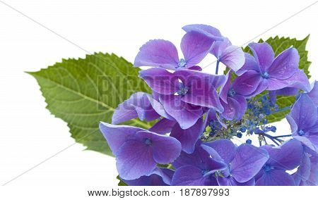Blue Hydrangea Isolated