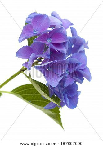 Blue Hydrangea Isolated