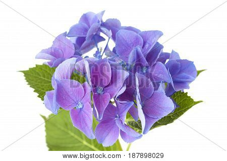 Blue Hydrangea Isolated