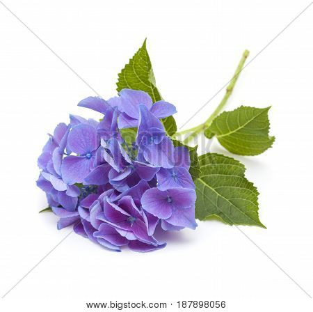 Blue Hydrangea Isolated
